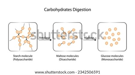 Carbohydrates Digestion. Amylase and Maltase Enzymes catalyze Polysaccharide Starch Molecule to Disaccharides and Monosaccharide, glucose Sugar Formation. Scientific Diagram. Vector Illustration.