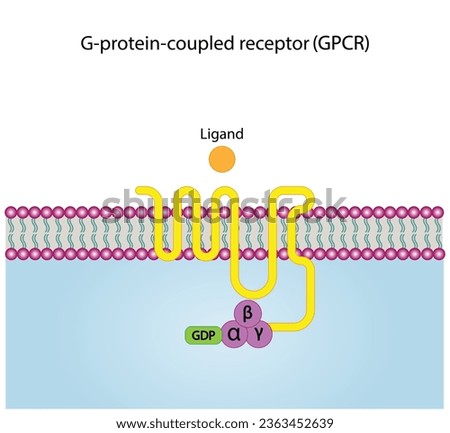 G protein coupled receptors gated ion channel. Structure of a G protein-coupled receptor (GPCR). Mechanism for the transport of ions. Cell membrane receptors for ligands bind. vector illustration