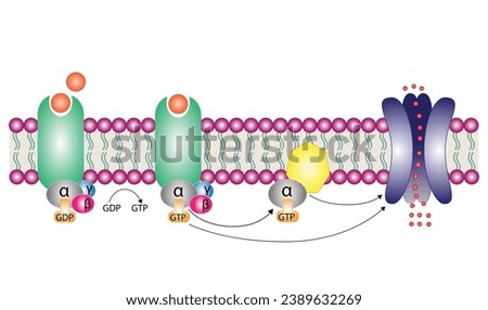 G protein coupled receptors gated ion channel. Structure of a G protein-coupled receptor (GPCR). Mechanism for the transport of ions. Cell membrane receptors for ligands bind. vector illustration