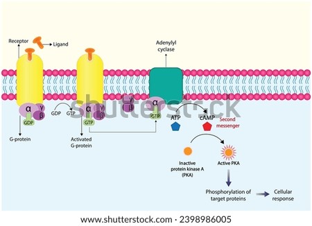 G protein coupled receptor. Structure of a G protein-coupled receptor (GPCR). Cell membrane receptors for ligands binding. cAMP, second messenger, production amplification. vector illustration.