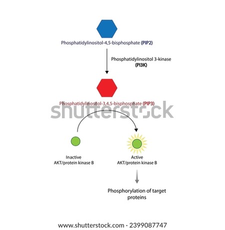 PI3K, Akt Pathway.  phosphatidylinositol 3 kinase (PI3K). AKT, protein kinase B. PIP2 and PIP3. Vector illustration.