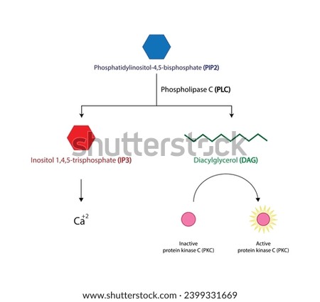 Phospholipase C (PLC). Diacylglycerol (DAG) and Inositol 1,4,5 trisphosphate. Protein kinase C (PKC). Vector illustration.