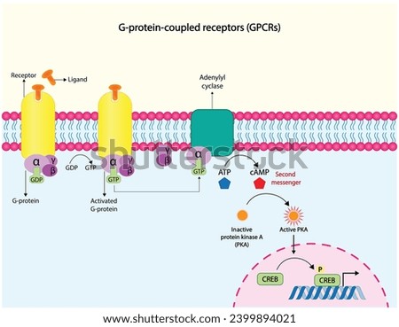 G protein coupled receptor (GPCR). Cell membrane receptors for ligands binding. cAMP, second messenger, production amplification. Protein kinase A, PKA. cAMP response element binding protein (CREB).