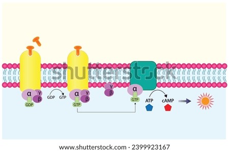 G protein coupled receptor. Structure of a G protein-coupled receptor (GPCR). Cell membrane receptors for ligands binding. cAMP, second messenger, production amplification. vector illustration.