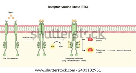 Tyrosine kinase receptor. Dimerization, phosphorylation, activation and cellular response. Cell membrane receptors for ligands as growth factors and cytokines binding. Insulin receptor. vector design