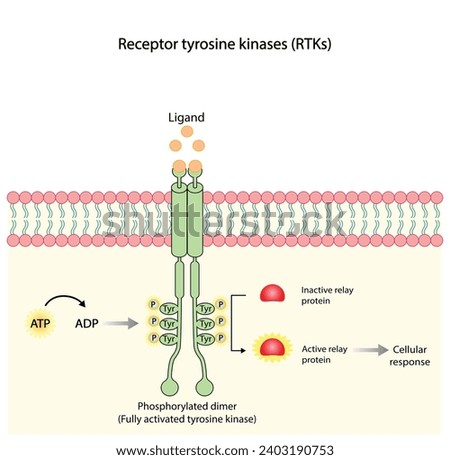 Tyrosine kinase receptor. Dimerization, phosphorylation, activation and cellular response. Cell membrane receptors for ligands as growth factors and cytokines binding. Insulin receptor. vector design