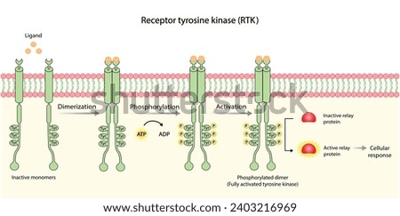 Tyrosine kinase receptor. Dimerization, phosphorylation, activation and cellular response. Cell membrane receptors for ligands as growth factors and cytokines binding. Insulin receptor. vector design.
