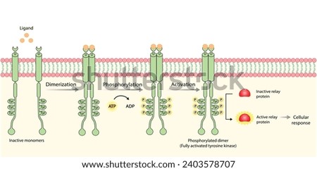 Tyrosine kinase receptor. Dimerization, phosphorylation, activation and cellular response. Cell membrane receptors for ligands as growth factors and cytokines binding. Insulin receptor. vector design.