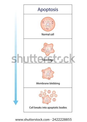 Apoptosis. Programmed cell death. Aging process in cells. Stages of apoptosis, normal cell, shrinkage, membrane blebbing, cell breaks into apoptotic bodies and phagocytosis. vector illustration.