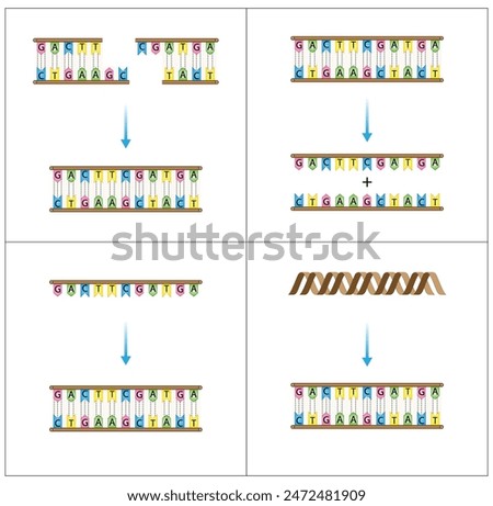 DNA ligase, helicase, polymerase and topoisomerase enzymes. Scientific Design. Vector Illustration.