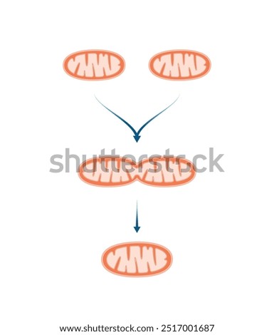 Mitochondrial fusion, merging of the outer and the inner mitochondrial membranes. Mitochondrial biogenesis. Scientific vector illustration.