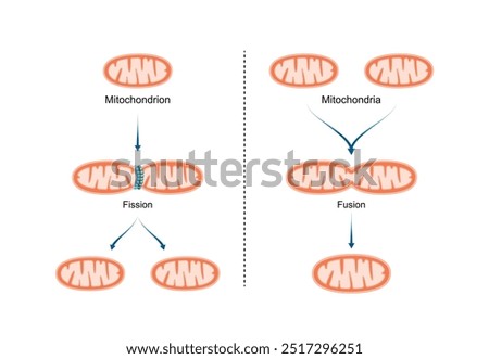 Mitochondrial fission, mitochondrion divides into two mitochondria. Mitochondrial fusion, merging of the outer and the inner mitochondrial membranes. Scientific vector illustration.