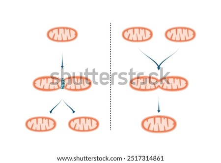 Mitochondrial fission, mitochondrion divides into two mitochondria. Mitochondrial fusion, merging of the outer and the inner mitochondrial membranes. Scientific vector illustration.