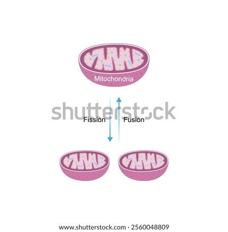 Mitochondrial fission, mitochondrion divides into two mitochondria. Mitochondrial fusion, merging of the outer and the inner mitochondrial membranes. Scientific vector illustration.