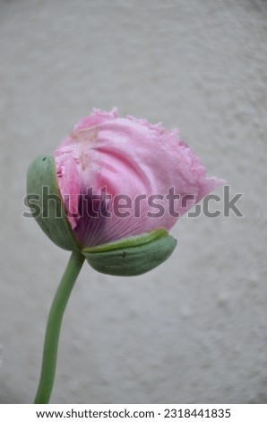 Image, Stock Photo Pink poppy flower after rain in the garden. Flower head with water drops in full bloom, close-up.