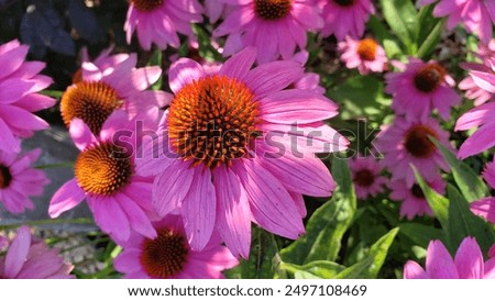 Image, Stock Photo Echinacea purpurea from North America, purple inflorescence