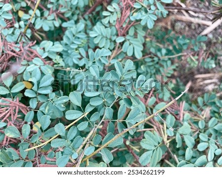 Similar – Image, Stock Photo autumn meeting Plant Sky