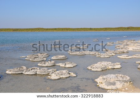 Stromatolites at Lake Thetis/Stromatolite Landscape/Lake Thetis, Western Australia