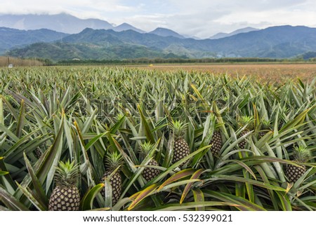 Similar – Foto Bild Ananasplantage. Landschaft Ananasfarm und Berg. Anbau von Plnat. Anbau von Ananas in Bio-Farm. Landwirtschaftliche Industrie. Grüner Ananasbaum im Feld und weißer Himmel und Wolken.