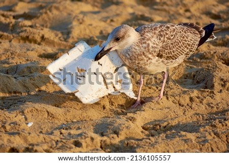 Image, Stock Photo A seagull nibbles at the remains of a fish.