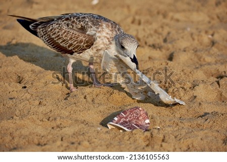 Similar – Image, Stock Photo A seagull nibbles at the remains of a fish.