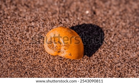 Similar – Image, Stock Photo Shells and a small conch found on the beach