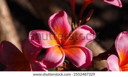 Similar – Image, Stock Photo orange petals detail of a chrysanthemum