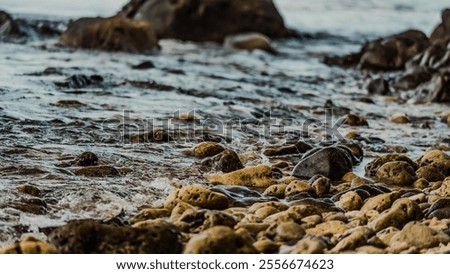 Similar – Image, Stock Photo Further wet beach in the shimmer of the sunset. Waves, clouds and people in the distance.