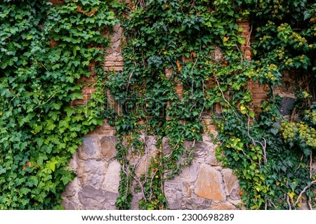 Similar – Foto Bild Fantastisches Backsteinhaus mit Parthenocissus quinquefolia bedeckt im Frühsommer in Sofia, Bulgarien, Europa