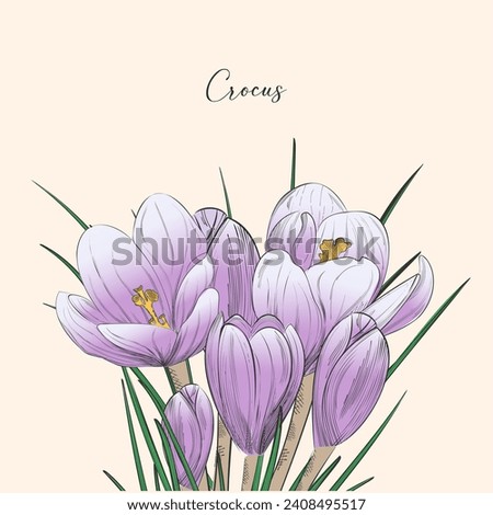 Crocus vector sketch illustration isolated on white background, saffron sketch art. Saffron flower. Template for packaging design, label, banner, poster