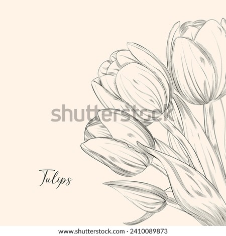 Spring flower bouquet of tulips on white background. Engraving drawing style For design women days poster, 8 march greeting card.