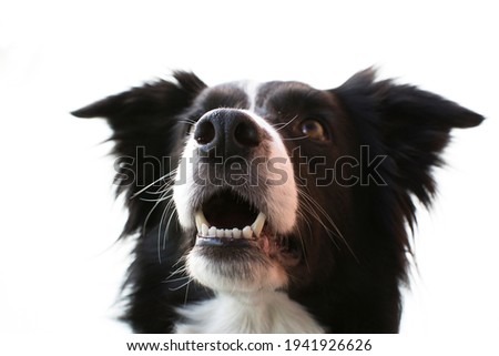 border collie muzzle