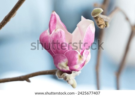 Similar – Image, Stock Photo First heralds of spring