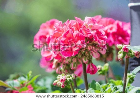 Similar – Image, Stock Photo geranium Flower Geranium