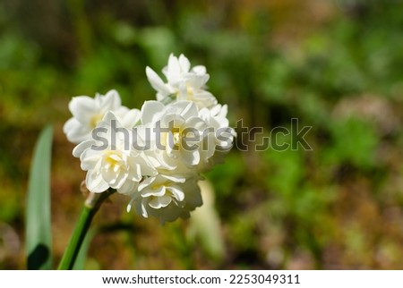 Similar – Image, Stock Photo Narcissus bush with green leaves and yellow flower in the garden