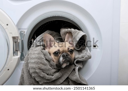 Similar – Image, Stock Photo dachshund in a door , cuba