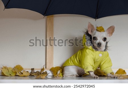 Similar – Foto Bild windiger Hund elegant