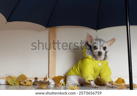 Similar – Foto Bild windiger Hund elegant