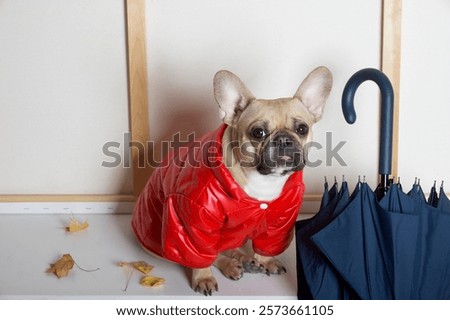 Similar – Foto Bild windiger Hund elegant