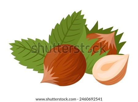 Cartoon hazelnut. Organic raw hazel with leaves, tasty snacks for vegetarian diet flat vector illustration. Hazelnut on white