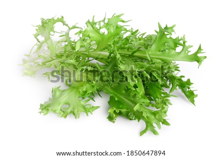 Fresh green leaves of endive frisee chicory salad isolated on white background with clipping path and full depth of field Stock foto © 