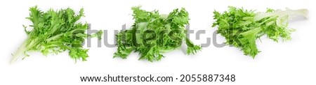 Fresh green leaves of endive frisee chicory salad isolated on white background with full depth of field. Set or collection Сток-фото © 