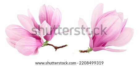 Similar – Foto Bild rosa Blumen im Frühling