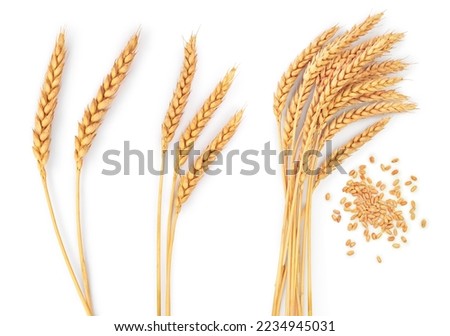 Similar – Image, Stock Photo Many corn on the cob