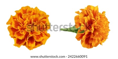 Similar – Image, Stock Photo Orange marigolds in the garden