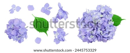 Similar – Image, Stock Photo Bunch of colorful hydrangeas