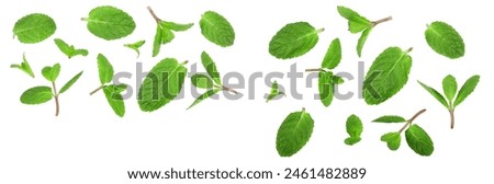 Similar – Image, Stock Photo Melissa leaf Leaf Mint