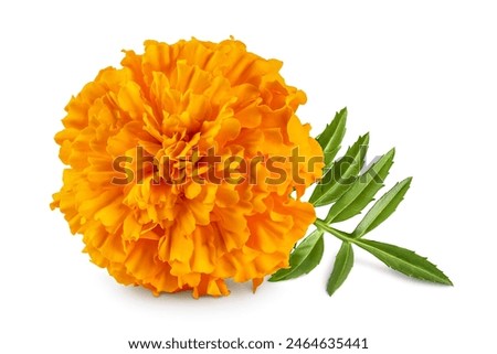 Similar – Image, Stock Photo Orange marigolds in the garden