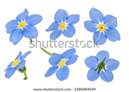 Similar – Image, Stock Photo forget-me-not or forget-me-not