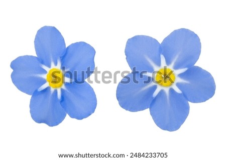 Similar – Image, Stock Photo forget-me-not or forget-me-not